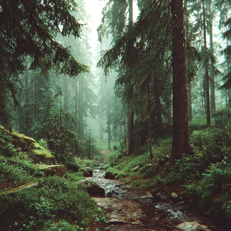 Misty forest with a stream flowing through it